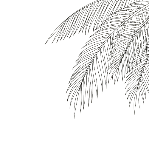 Palm fronds line illustration